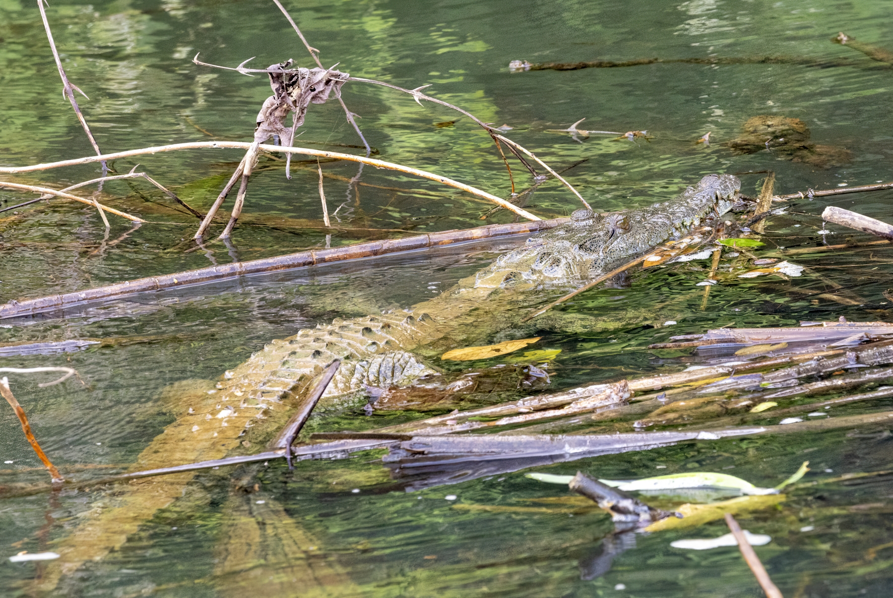 Crocodile, Monkey River, Stan Creek District, Belize